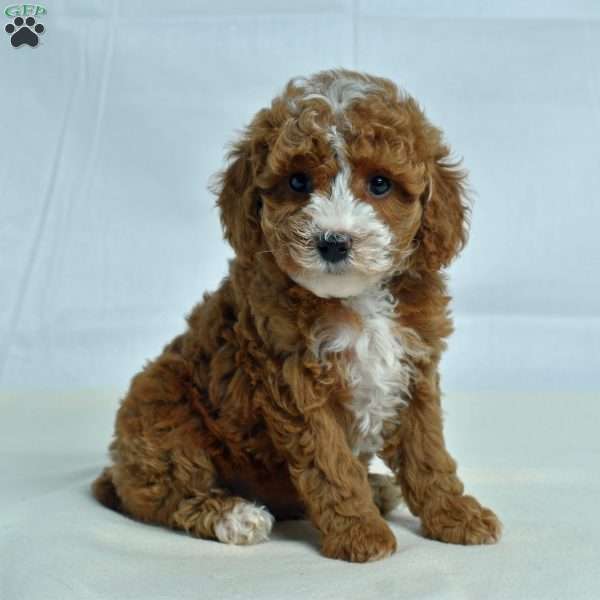 Jo, Miniature Poodle Puppy